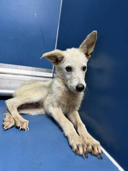 Rescue German Shepherd Dog and Mixed Breed Dogs for Adoption in Conroe, Texas - EVERETT | PetCurious