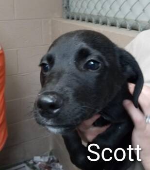 Poodle and Chihuahua Dogs Available for Adoption in Maynardville, Tennessee - Scott | PetCurious