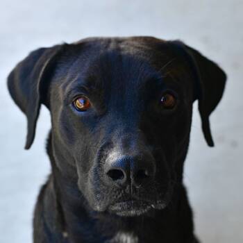 Rescue Black Labrador Retriever Dogs for Adoption in Ottawa, Kansas - Ozzy | PetCurious