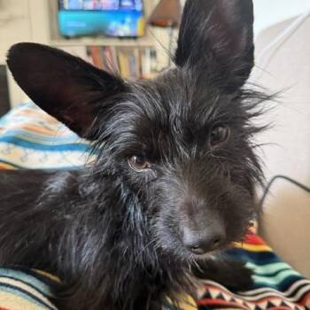 Macduff -  Scottish Terrier Dog for Adoption in Memphis, Tennessee - Macduff | PetCurious