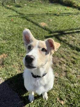 Rescue Siberian Husky Dogs for Adoption - Kip | PetCurious