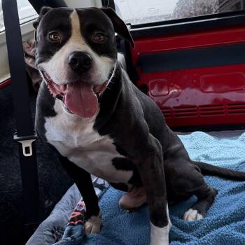 McDouble -  Pit Bull Terrier Dog for Adoption in Roswell, Georgia - McDouble | PetCurious