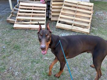 Doberman Pinscher Dogs Available for Adoption in Parrish, Florida - Remi | PetCurious
