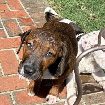 Mixed Breed Dogs Available for Adoption in Brownsboro, Alabama - McWane | PetCurious