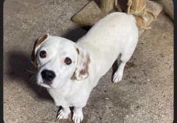 Stretch -  Beagle and Basset Hound Dog for Adoption in Dalton, Georgia - Stretch | PetCurious