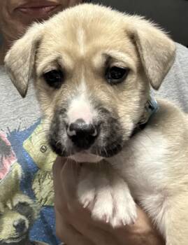 Tillery ( lake Litter) -  Pit Bull Terrier and Black Mouth Cur Dog for Adoption in Holly Springs, North Carolina - Tillery ( Lake Litter) | PetCurious