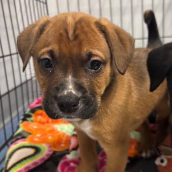 Australian Cattle Dog Blue Heeler and Pit Bull Terrier Dogs Available for Adoption - Dilligence | PetCurious