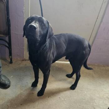 Black Labrador Retriever Dogs Available for Adoption - TNGC-Stray-1111 | PetCurious