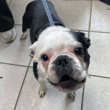 Boston Terrier Dogs Available for Adoption in Savannah, Georgia - Chanel | PetCurious