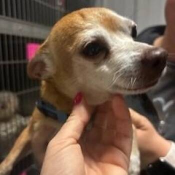 Chihuahua Dogs Available for Adoption in Tulsa, Oklahoma - Rockstar | PetCurious
