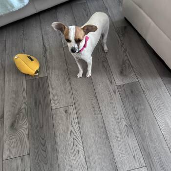 Tinkerbelle -  Chihuahua Dog for Adoption in Maitland, Florida - Tinkerbelle | PetCurious