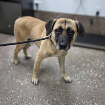 Bohdi -  Shepherd and Mixed Breed Dog for Adoption in Incline Village, Nevada - Bohdi | PetCurious
