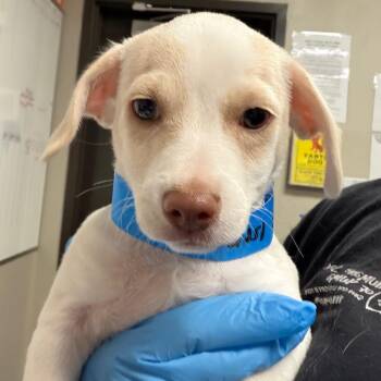Chihuahua and Mixed Breed Dogs Available for Adoption in Yuma, Arizona - Pookie | PetCurious
