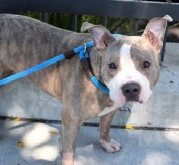 Rescue Pit Bull Terrier Dogs for Adoption in Prospect, Connecticut - Sunny | PetCurious