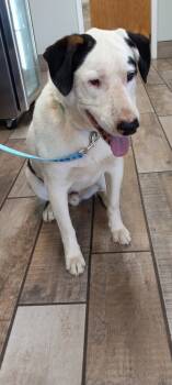 Rescue Mixed Breed Dogs for Adoption in Los Lunas, New Mexico - Maddy's Nero | PetCurious