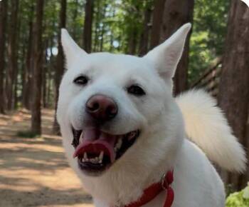 Sugar -  Jindo Dog for Adoption in San Ramon, California - Sugar | PetCurious