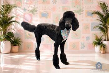 King -  Poodle Dog for Adoption in El Dorado, Arkansas - King | PetCurious