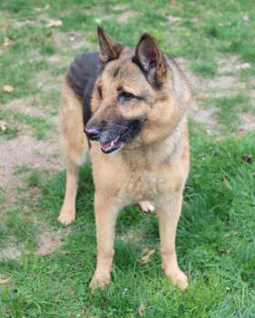 Rescue German Shepherd Dog Dogs for Adoption in Lancaster, Ohio - Lexie | PetCurious