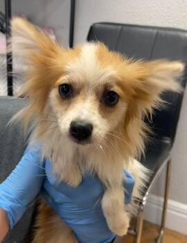 Pomeranian Dogs Available for Adoption in Bolivar, Missouri - Clover | PetCurious