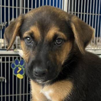 Gabriella -  Mixed Breed Dog for Adoption in Las Cruces, New Mexico - Gabriella | PetCurious