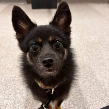 Guillermo -  Chihuahua Dog for Adoption in Matteson, Illinois - Guillermo | PetCurious