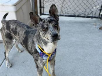 MAIN -  Catahoula Leopard Dog and Mixed Breed Dog for Adoption in Tulsa, Oklahoma - MAIN | PetCurious