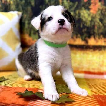 Rescue Mixed Breed Dogs for Adoption in Lebanon, Missouri - Schroder | PetCurious