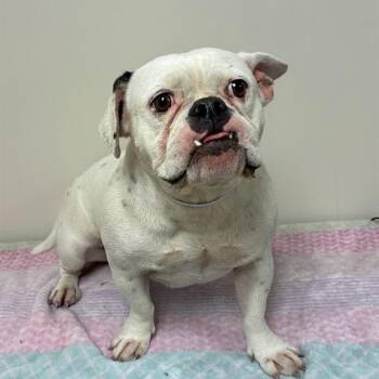 A5804402/Maxine -  English Bulldog Dog for Adoption in Bend, Oregon - A5804402/Maxine | PetCurious