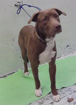 NAPOLEON -  Staffordshire Bull Terrier and Mixed Breed Dog for Adoption in Houston, Texas - NAPOLEON | PetCurious
