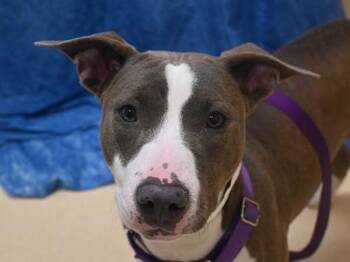 Pit Bull Terrier Dogs Available for Adoption - May | PetCurious