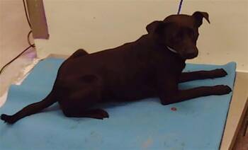 Rescue Staffordshire Bull Terrier and Mixed Breed Dogs for Adoption in Houston, Texas - GAVIN | PetCurious