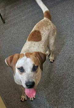 Brownie -  Hound Dog for Adoption in Covington, Virginia - Brownie | PetCurious