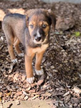Kendra -  Xoloitzcuintli Mexican Hairless Dog for Adoption in Madison, Wisconsin - Kendra | PetCurious