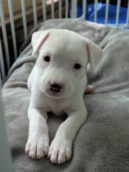 Margo -  Mixed Breed Dog for Adoption in Huntsville, Alabama - Margo | PetCurious