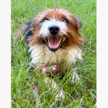 Haley -  Terrier and Pomeranian Dog for Adoption in Wake Forest, North Carolina - Haley | PetCurious