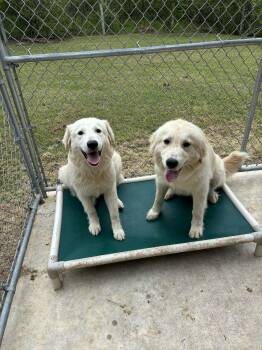 Great Pyrenees Dogs Available for Adoption in Newport, New Hampshire - Maggie | PetCurious