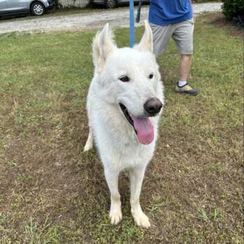Husky and German Shepherd Dog Dogs Available for Adoption in Cumming, Georgia - Ghost | PetCurious