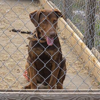 Rescue Catahoula Leopard Dog and Doberman Pinscher Dogs for Adoption in Beulaville, North Carolina - Diego | PetCurious