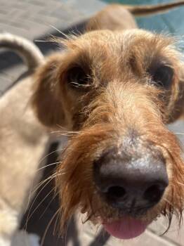 Haven -  Golden Retriever and Poodle Dog for Adoption in Valrico, Florida - Haven | PetCurious