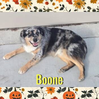 Boone -  Australian Shepherd Dog for Adoption in Red Lodge, Montana - Boone | PetCurious