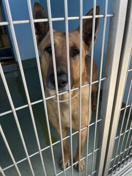 German Shepherd Dog Dogs Available for Adoption - CHEECH | PetCurious
