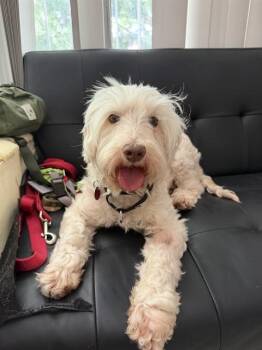 FONTINA -  Poodle and Portuguese Water Dog Dog for Adoption in Boston, Massachusetts - FONTINA | PetCurious
