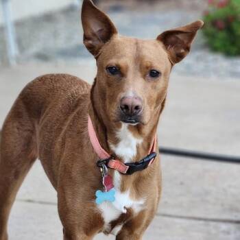 Labrador Retriever and Terrier Dogs Available for Adoption in San Diego, California - Brazil | PetCurious