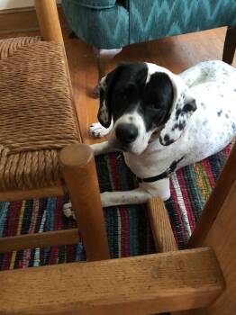 Rescue Pointer and Labrador Retriever Dogs for Adoption in Meriden, Connecticut - Spring | PetCurious