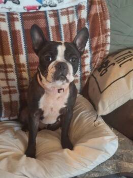 Magnolia -  Boston Terrier and French Bulldog Dog for Adoption in Jackson, Tennessee - Magnolia | PetCurious