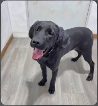 Black Labrador Retriever and Brittany Spaniel Dogs Available for Adoption in Jamestown, North Dakota - Lewis  | PetCurious