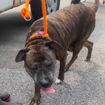 Cali -  Mixed Breed Dog for Adoption in Huntington, West Virginia - Cali | PetCurious