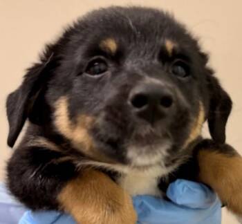 Snuggle -  Terrier Dog for Adoption in Walnut Creek, California - Snuggle | PetCurious