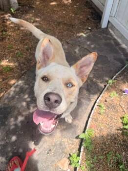 Aemond Targaryen -  Mixed Breed Dog for Adoption in Memphis, Tennessee - Aemond Targaryen | PetCurious