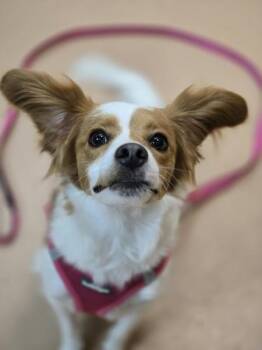 Chloe -  Terrier and Cavalier King Charles Spaniel Dog for Adoption in Kennewick, Washington - Chloe | PetCurious
